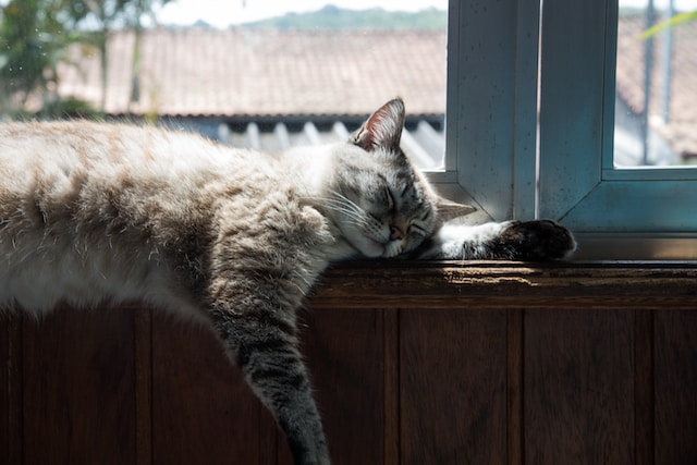 10-consejos-para-evitar-que-tu-gato-se-pierda